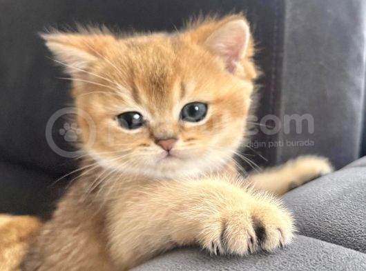 Uyguna Golden Bri̇ti̇sh Shorthai̇r Erkek Bebek