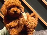 7 Aylik Erkek Toy Poodle