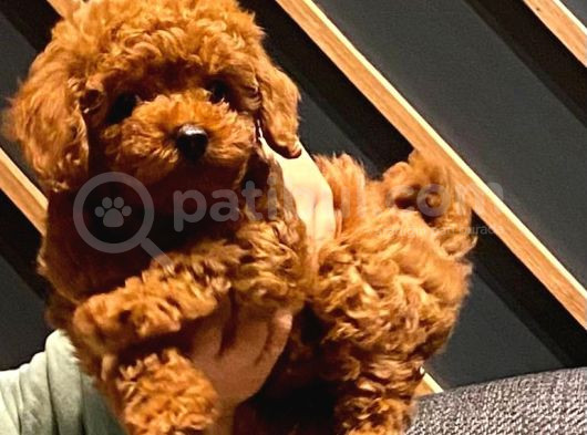 7 Aylik Erkek Toy Poodle görsel