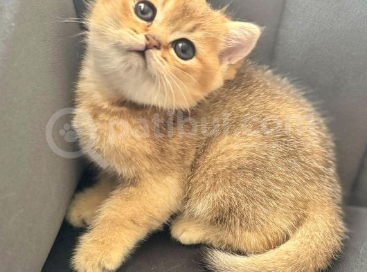 Uyguna Golden Bri̇ti̇sh Shorthai̇r Erkek Bebek görsel