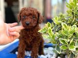 Toy Poodle Bebekler Hazir