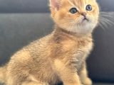 Uyguna Golden Bri̇ti̇sh Shorthai̇r Erkek Bebek