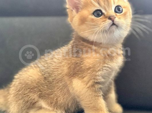 Uyguna Golden Bri̇ti̇sh Shorthai̇r Erkek Bebek görsel