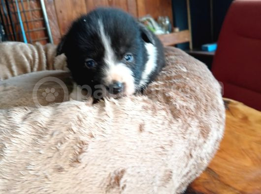 Mükemmel Kalitede Border Collie Bebekler Için Acele Edin görsel