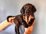 Mükemmel Kalitede Labrador Bebeklerimiz Için Acele Edin