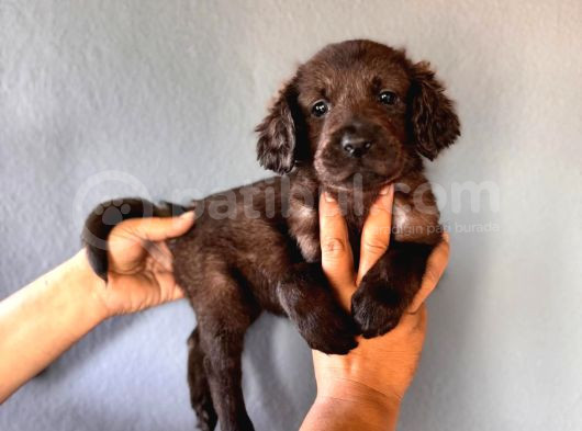 Mükemmel Kalitede Labrador Bebeklerimiz Için Acele Edin görsel