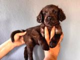 Mükemmel kalitede labrador bebeklerimiz için acele edin