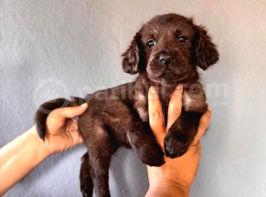 Mükemmel Kalitede Labrador Bebeklerimiz Için Acele Edin