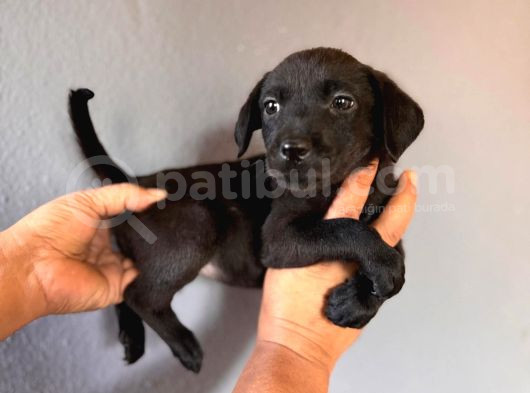 Mükemmel Kalitede Labrador Bebeklerimiz Için Acele Edin görsel
