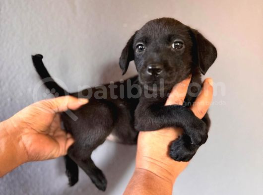 Mükemmel Kalitede Labrador Bebeklerimiz Için Acele Edin görsel