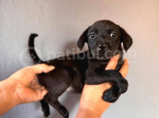 Mükemmel Kalitede Labrador Bebeklerimiz Için Acele Edin görsel