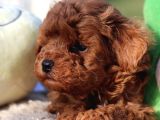 Lotus Pet Countryden Red Brown Toy Poodle Yavrular