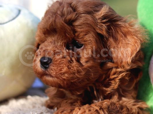 Lotus Pet Countryden Red Brown Toy Poodle Yavrular görsel