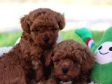 Lotus Pet Countryden Red Brown Toy Poodle Yavrular