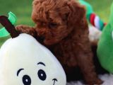 Lotus Pet Countryden Red Brown Toy Poodle Yavrular