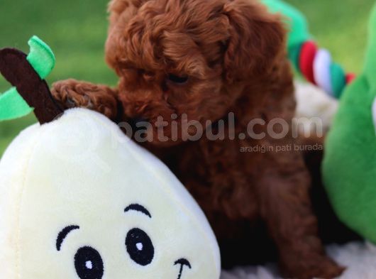 Lotus Pet Countryden Red Brown Toy Poodle Yavrular görsel