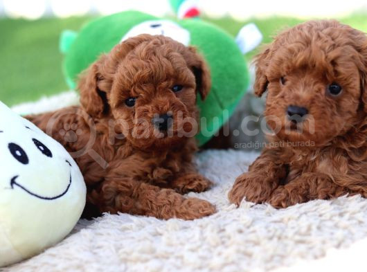 Lotus Pet Countryden Red Brown Toy Poodle Yavrular