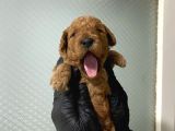 Pet Eğitimli Aşılı Toy Poodle Safkan Yavrum