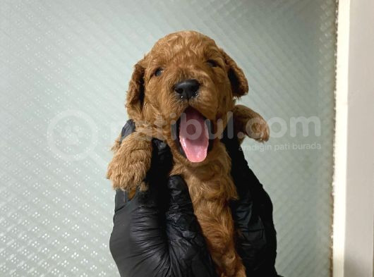 Pet Eğitimli Aşılı Toy Poodle Safkan Yavrum görsel
