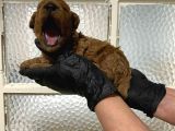 Pet eğitimli Aşılı toy poodle safkan yavrum
