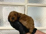 Pet Eğitimli Aşılı Toy Poodle Safkan Yavrum