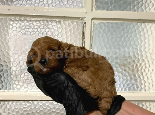 Pet Eğitimli Aşılı Toy Poodle Safkan Yavrum görsel