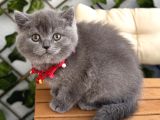 Uygun Fi̇yata Safkan Panda Surat Di̇şi̇ Bri̇ti̇sh Bebek