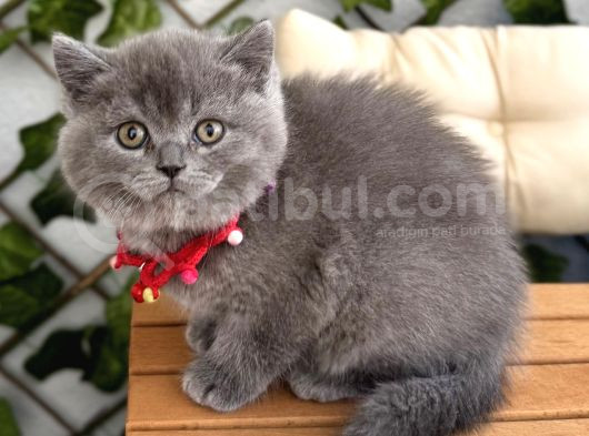 Uygun Fi̇yata Safkan Panda Surat Di̇şi̇ Bri̇ti̇sh Bebek görsel