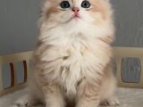 Tatlı mı tatlı safkan british golden longhair bir prens