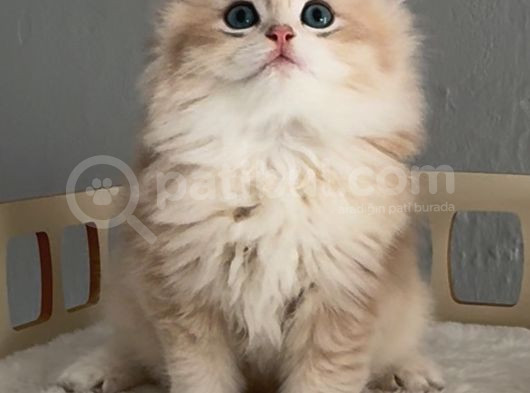 Tatlı Mı Tatlı Safkan British Golden Longhair Bir Prens