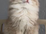 Tatlı Mı Tatlı Safkan British Golden Longhair Bir Prens