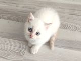 Mükemmel Bi̇r Mavi̇ş Tesli̇me Hazir Ponçi̇k