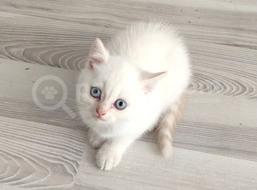 Mükemmel Bi̇r Mavi̇ş Tesli̇me Hazir Ponçi̇k görsel