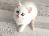 Mükemmel Bi̇r Mavi̇ş Tesli̇me Hazir Ponçi̇k