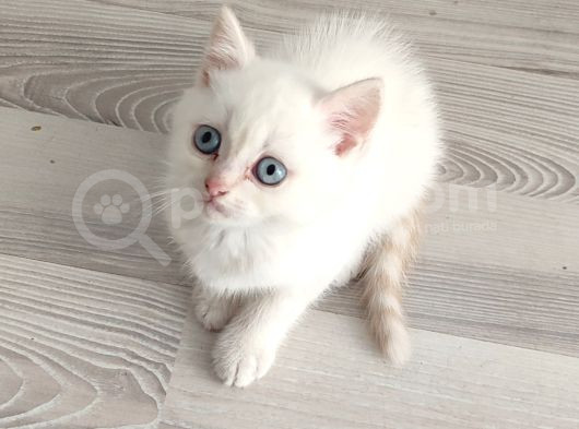 Mükemmel Bi̇r Mavi̇ş Tesli̇me Hazir Ponçi̇k görsel