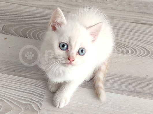 Mükemmel Bi̇r Mavi̇ş Tesli̇me Hazir Ponçi̇k görsel