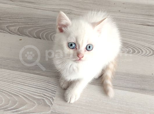 Mükemmel Bi̇r Mavi̇ş Tesli̇me Hazir Ponçi̇k