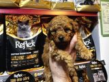 Eğitimli Poodle Yavrular
