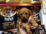 Eğitimli Poodle Yavrular