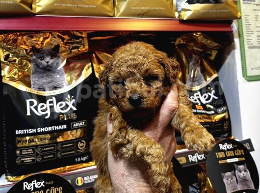 Eğitimli Poodle Yavrular görsel
