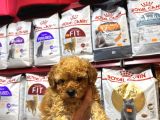 Eğitimli Poodle Yavrular