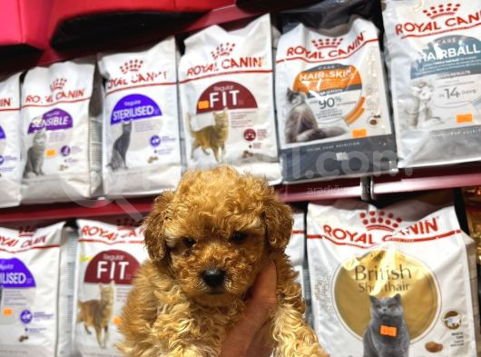 Eğitimli Poodle Yavrular görsel