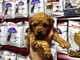 Eğitimli Poodle Yavrular