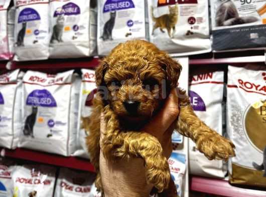 Eğitimli Poodle Yavrular görsel