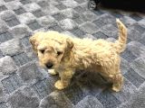 Şeker Maltipoo