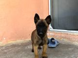 Zeka Küpü Yavrular Hazir