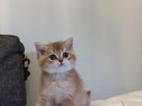 British Shorthair Ny12
