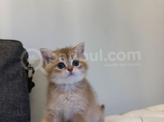 British Shorthair Ny12 görsel