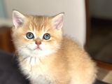 British shorthair ny12