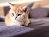 British Shorthair Ny12